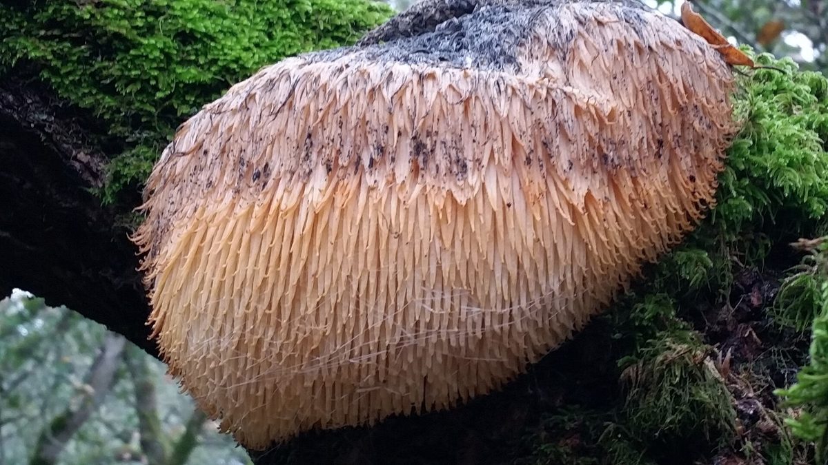 Hongo Melena de León (Hericium erinaceus)